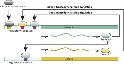 Novel Traits, Flower Symmetry, and Transcriptional Autoregulation: New Hypotheses From Bioinformatic and Experimental Data